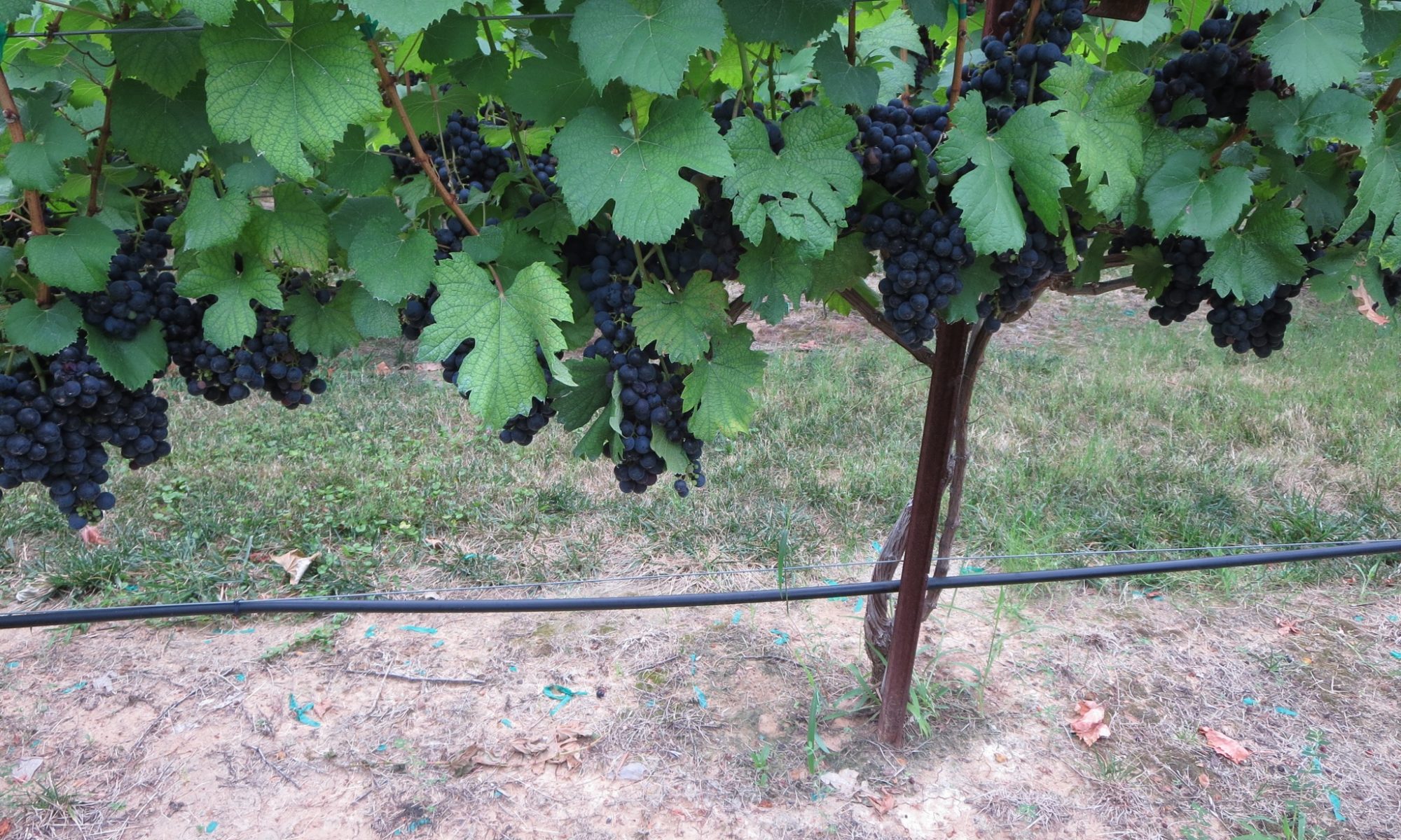 malbec clusters