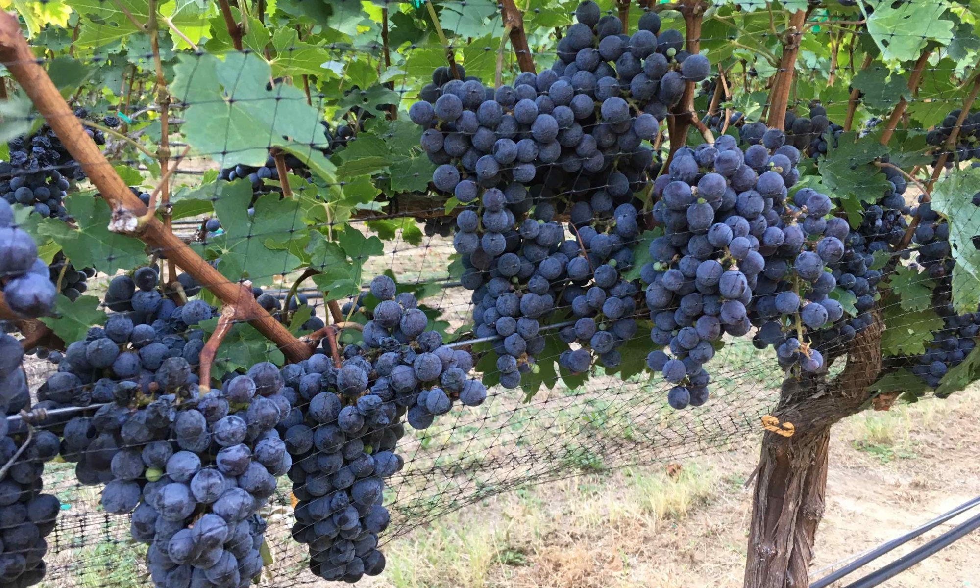 cab sauv 2017